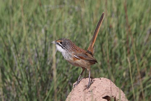 Opalton Grasswren