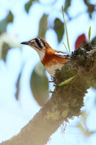 Orange-banded Thrush