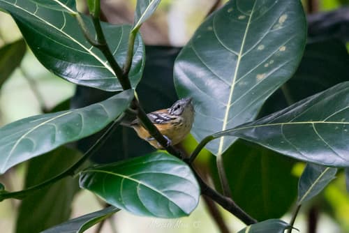 Orange-bellied Antwren
