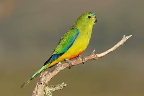 Orange-bellied Parrot