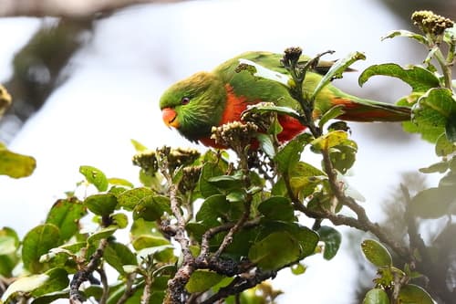 Orange-billed Lorikeet