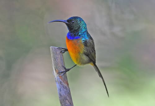 Orange-breasted Sunbird