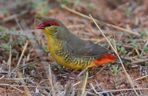 Orange-breasted Waxbill