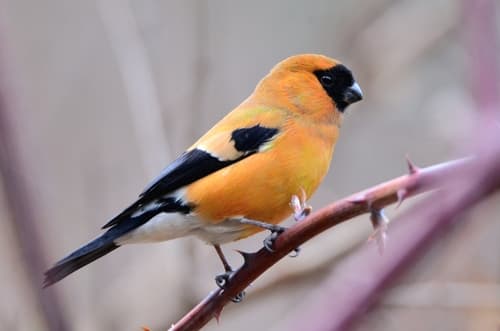 Orange Bullfinch