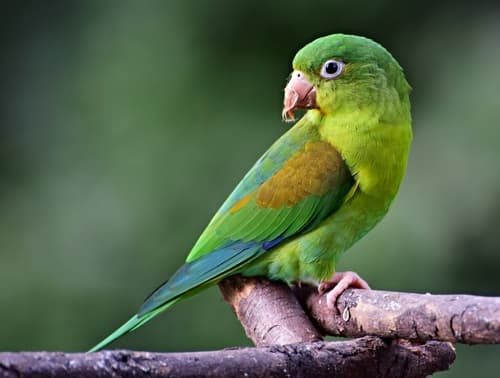 Orange-chinned Parakeet