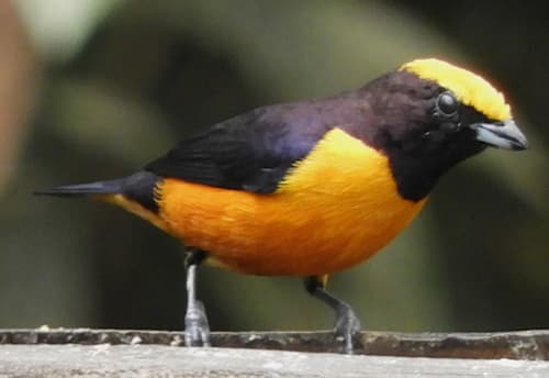 Orange-crowned Euphonia