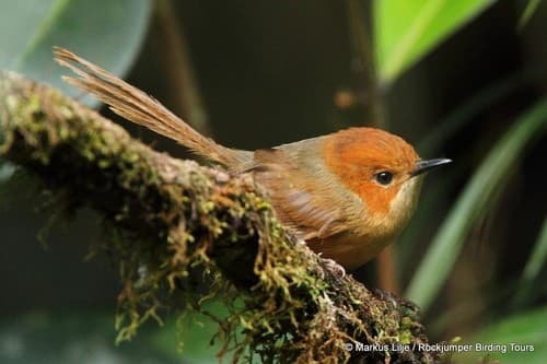 Orange-crowned Fairywren