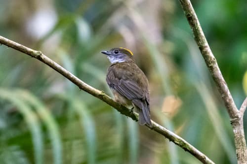Orange-crowned Manakin