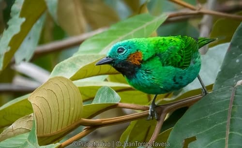 Orange-eared Tanager