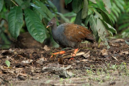 Orange-footed Scrubfowl