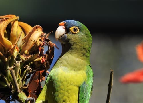 Orange-fronted Parakeet