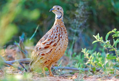 Orange River Francolin