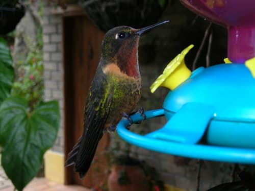 Orange-throated Sunangel