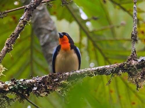 Orange-throated Tanager