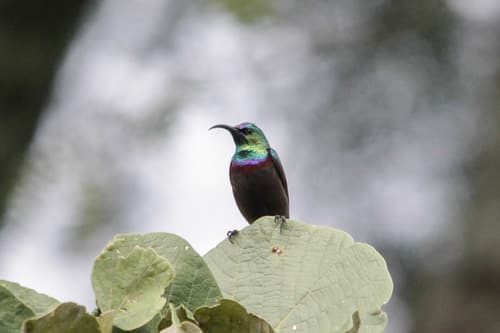 Orange-tufted Sunbird