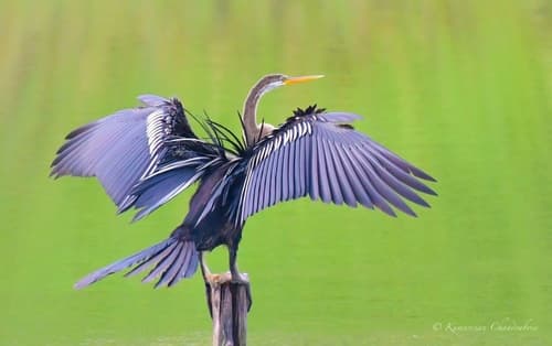 Oriental Darter