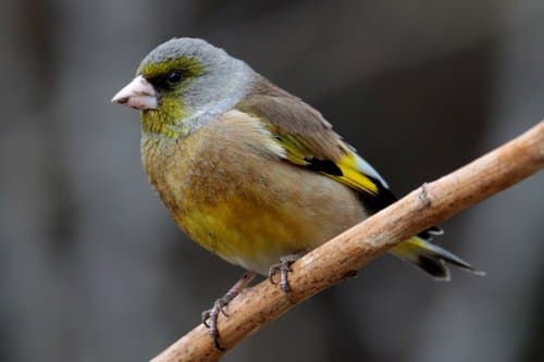Oriental Greenfinch