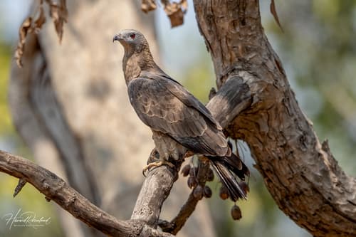 Oriental Honey-buzzard