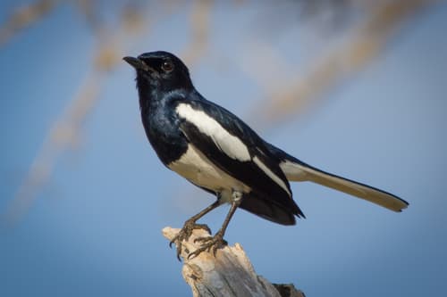 Oriental Magpie-Robin