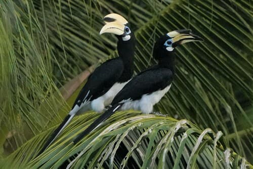 Oriental Pied Hornbill