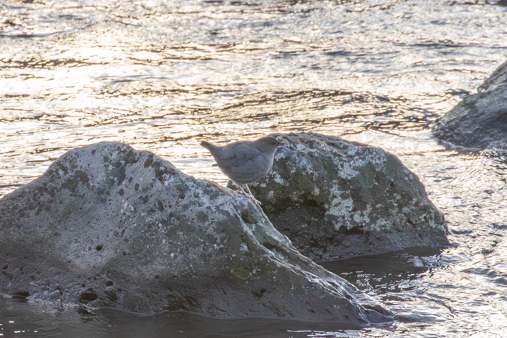 American Dipper