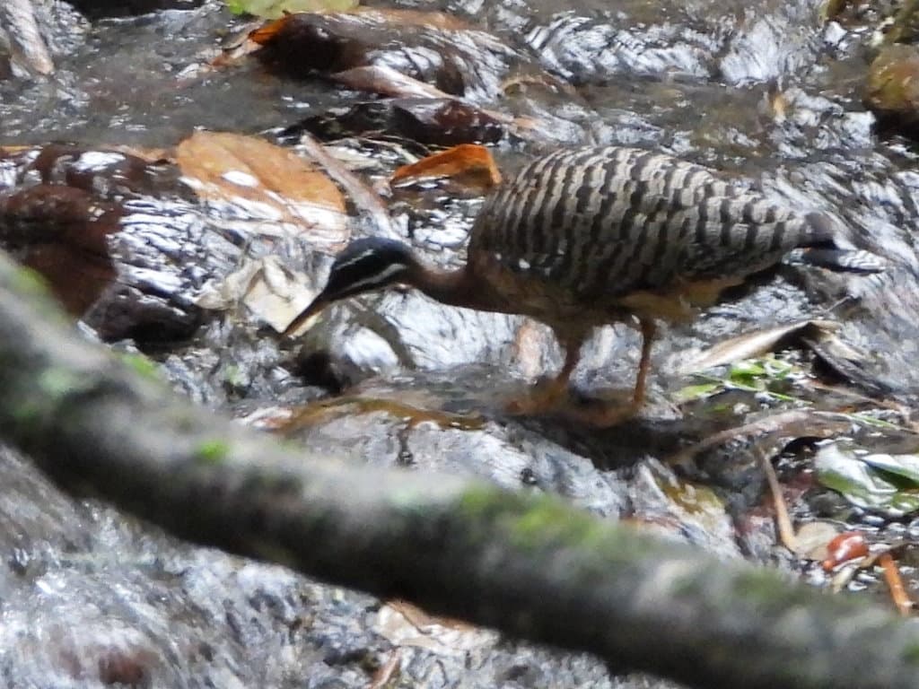 Sunbittern