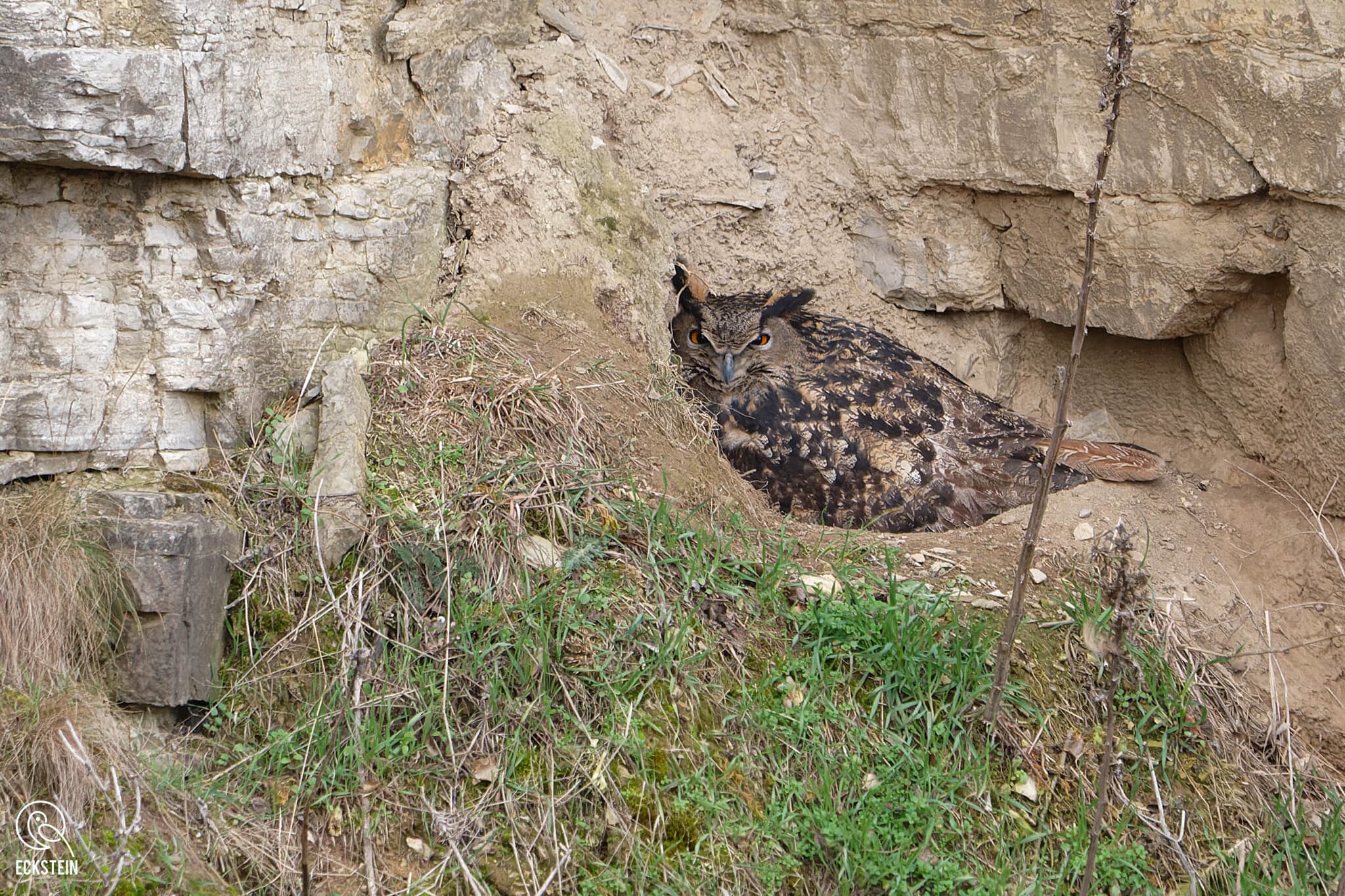 Eurasian Eagle-Owl