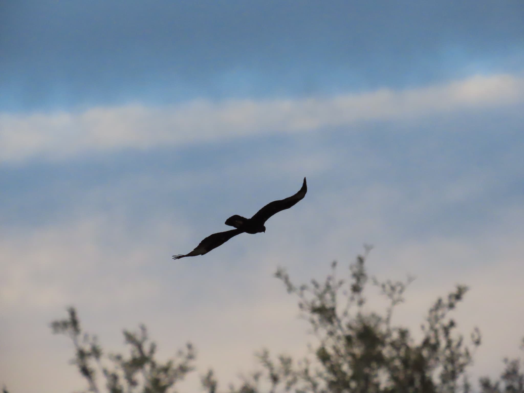 Verreaux's Eagle