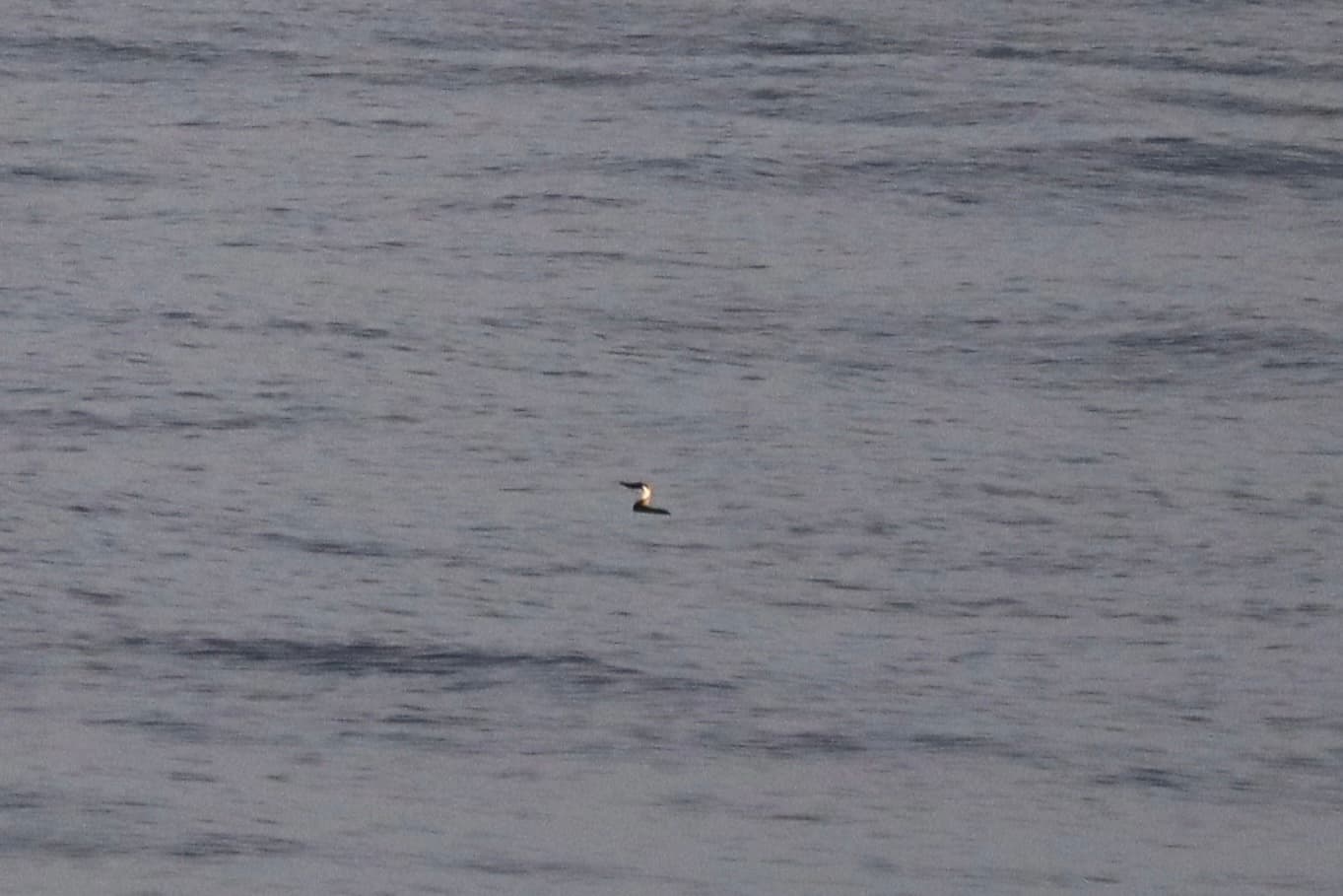 Common Murre