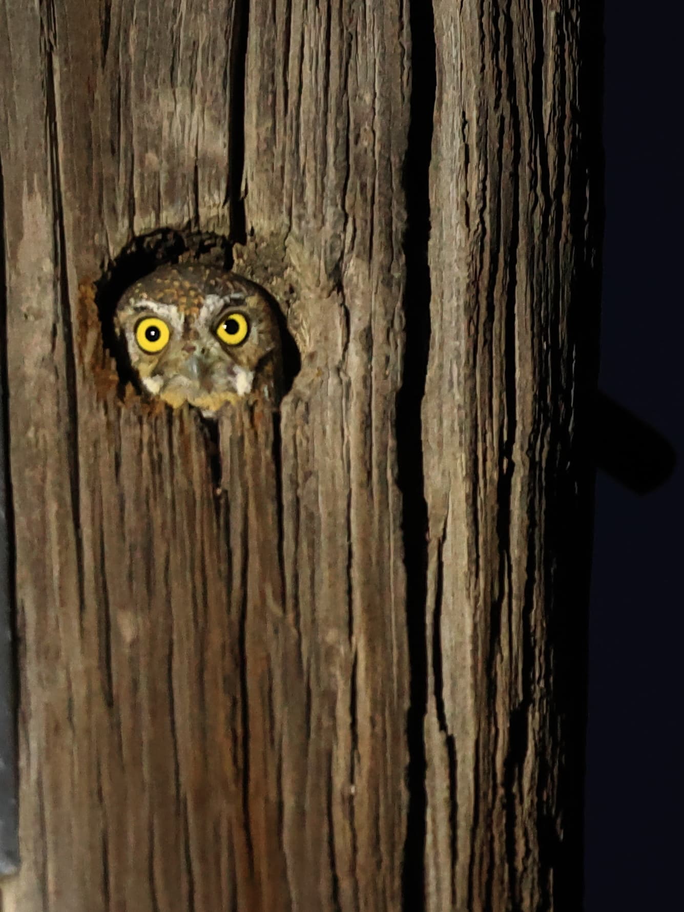 Elf Owl
