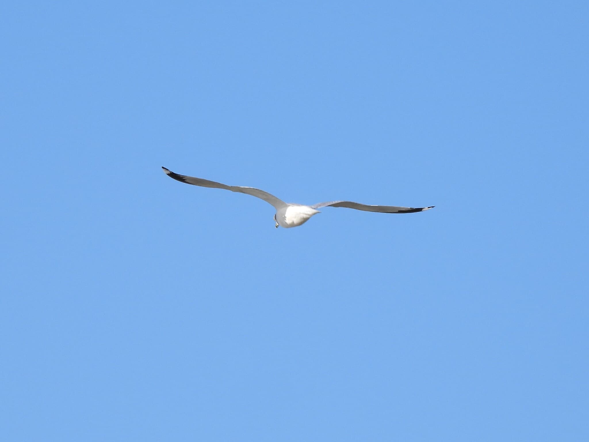 Ring-billed Gull