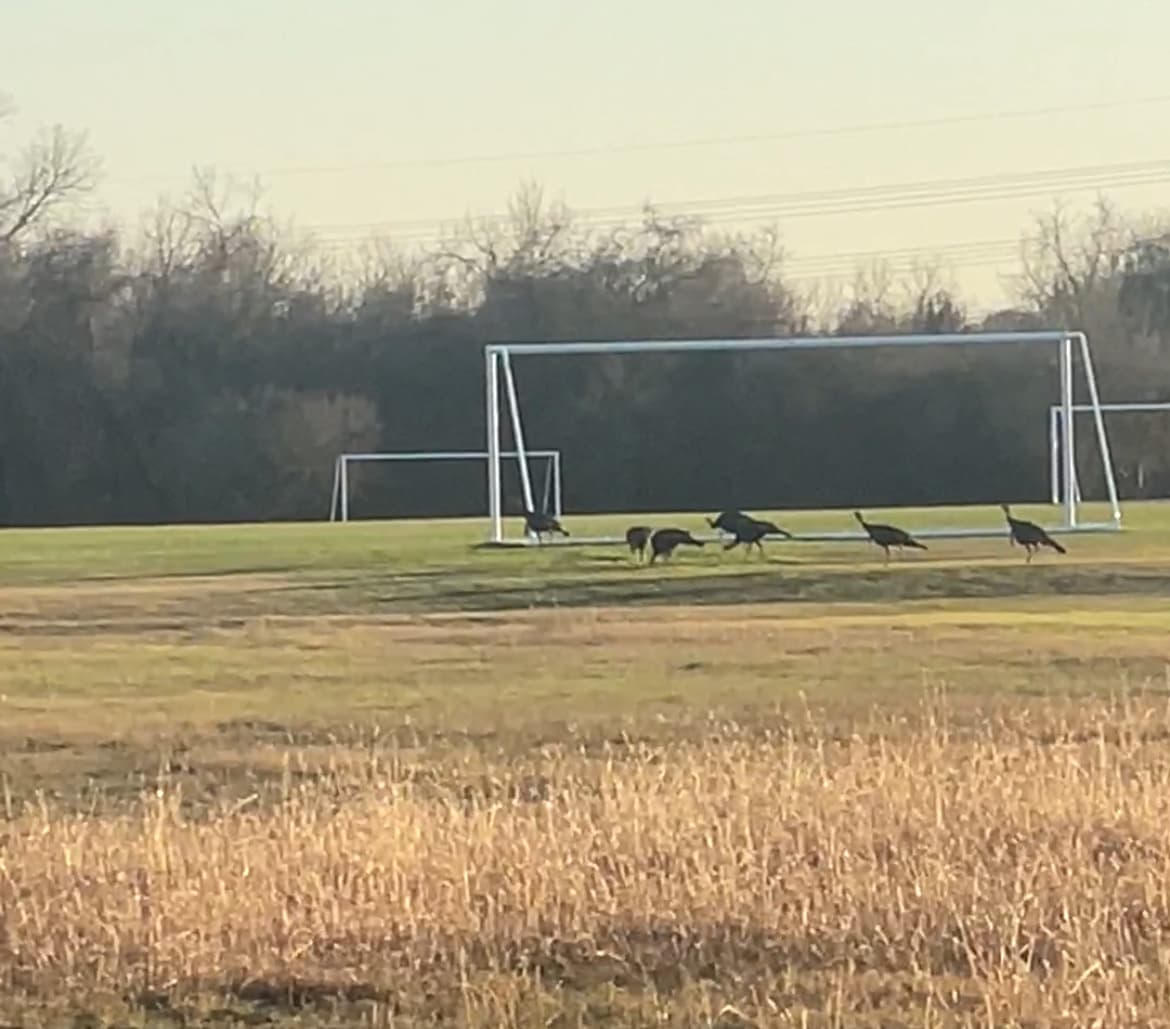 Wild Turkey