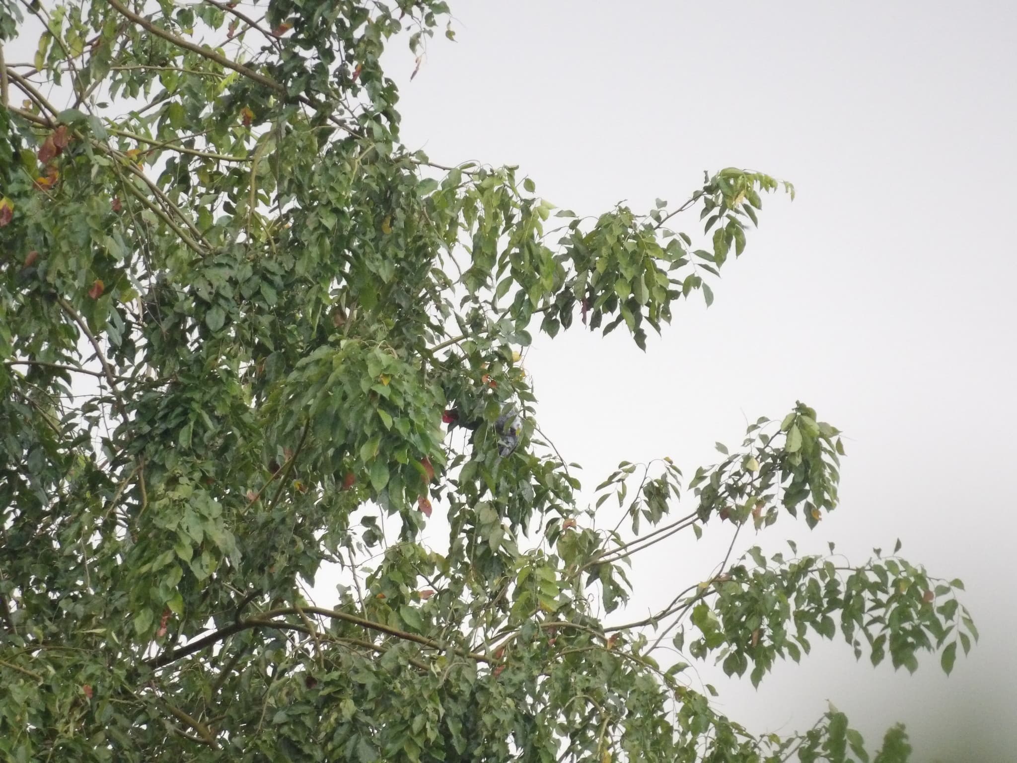 African Grey Parrot