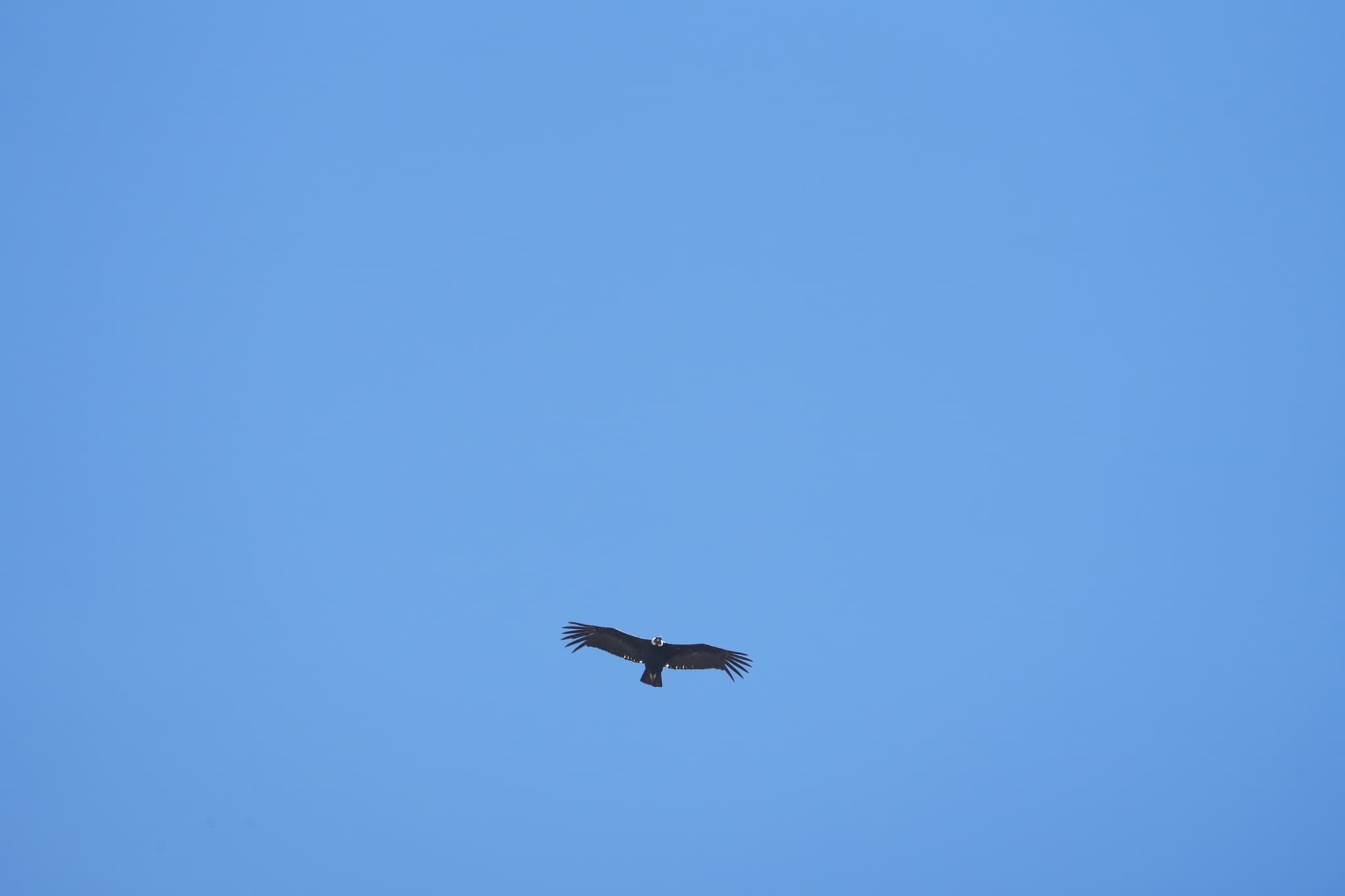 Andean Condor