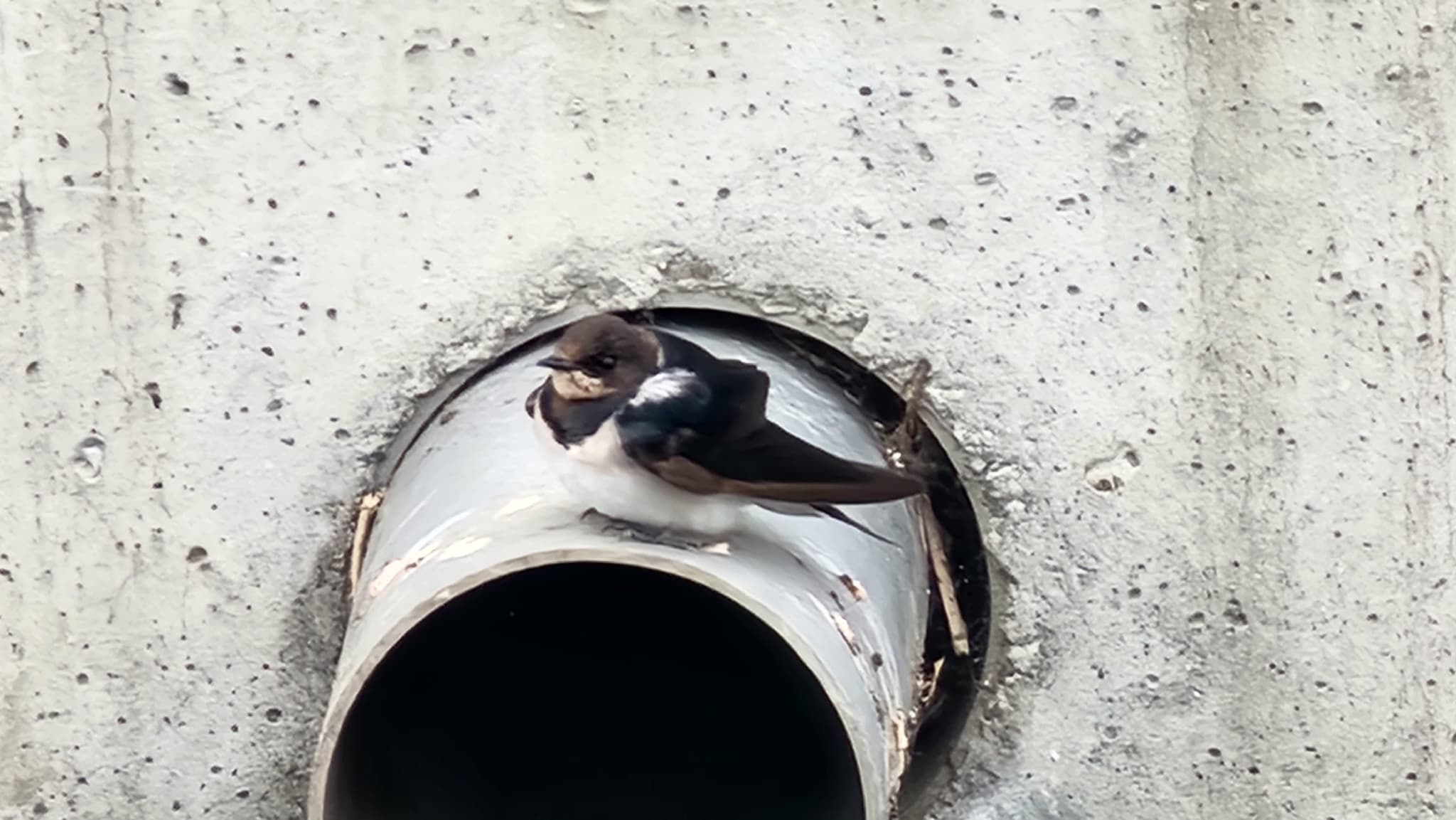 Barn Swallow
