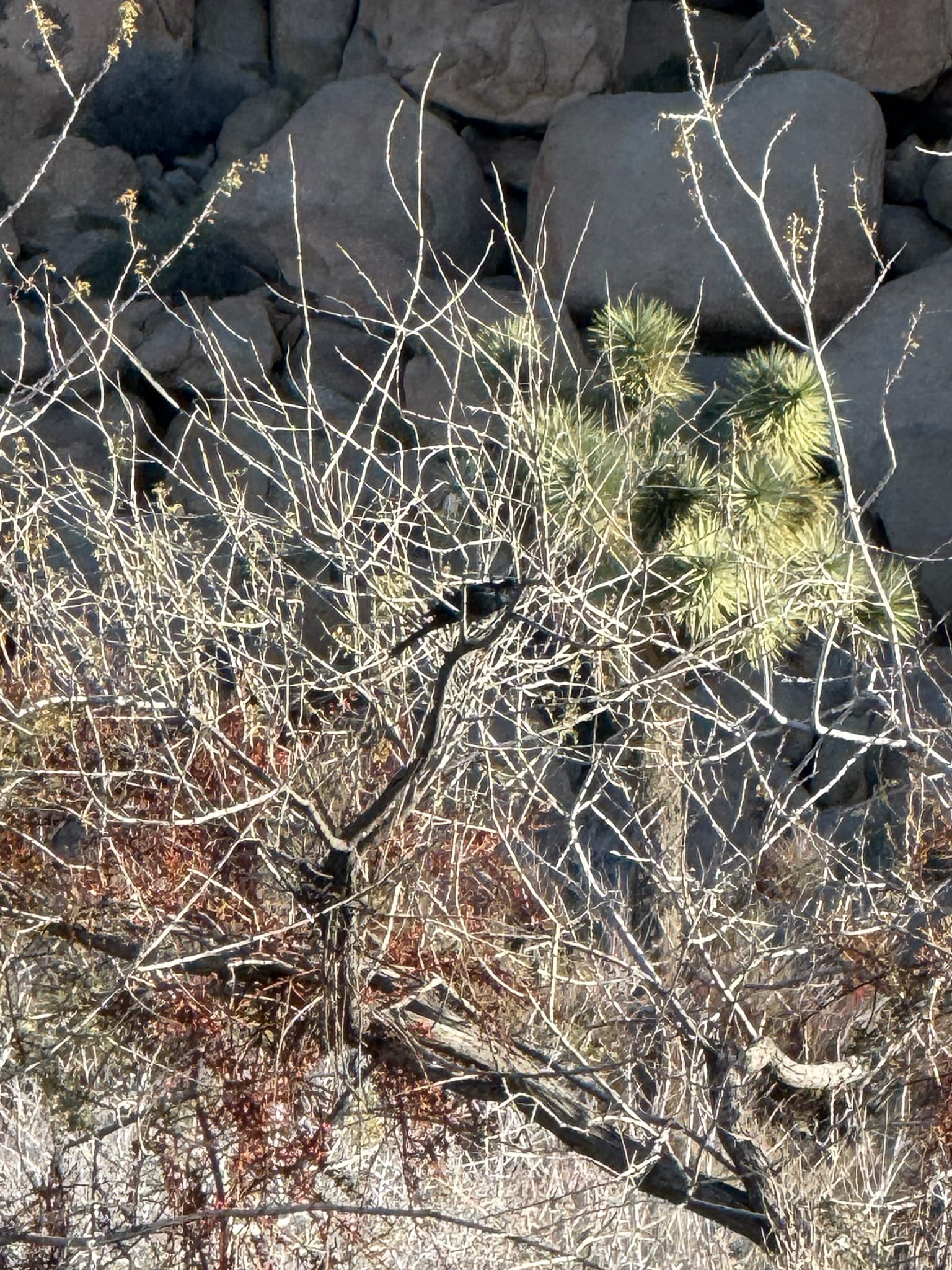 Phainopepla