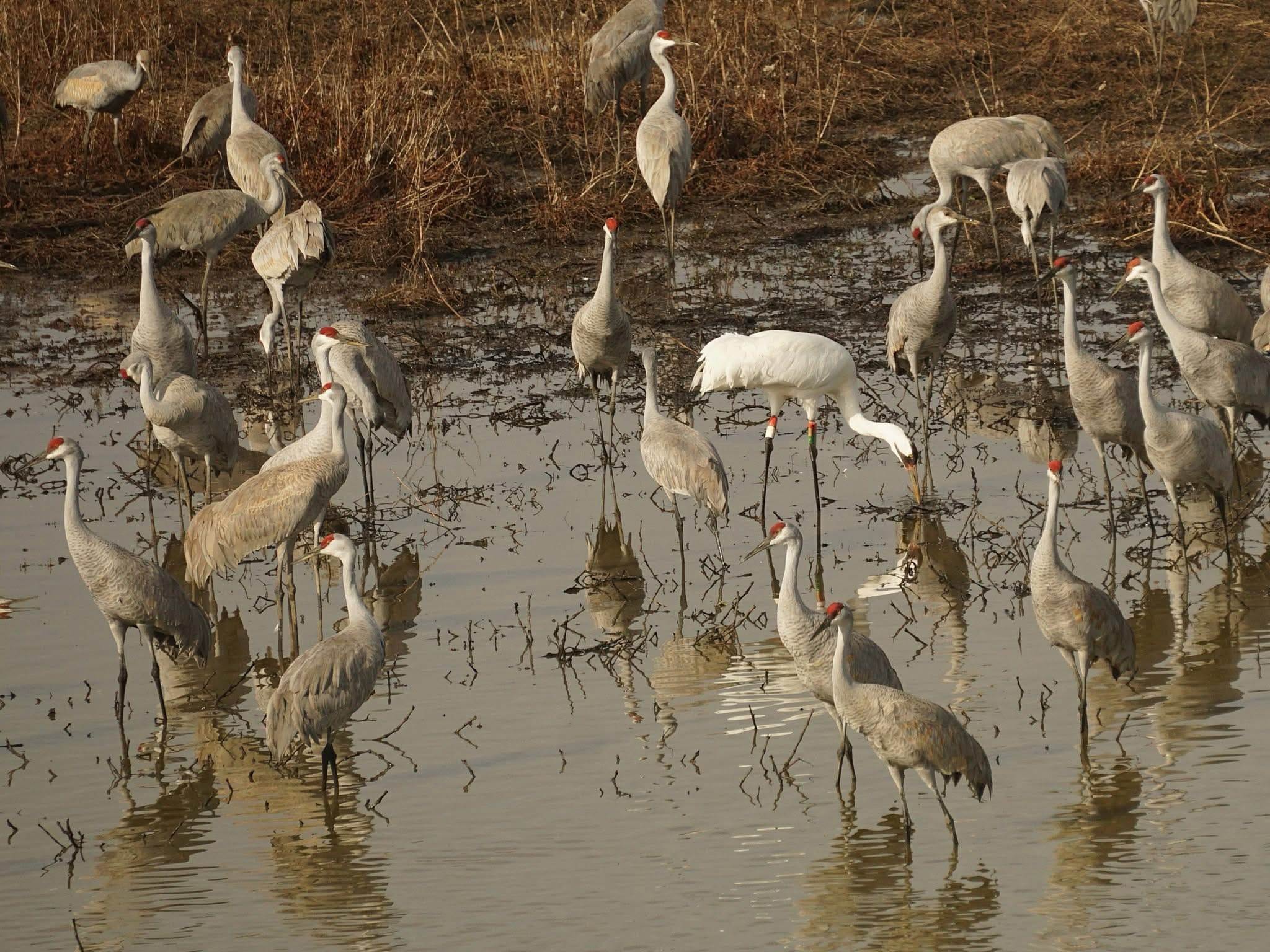 Whooping Crane