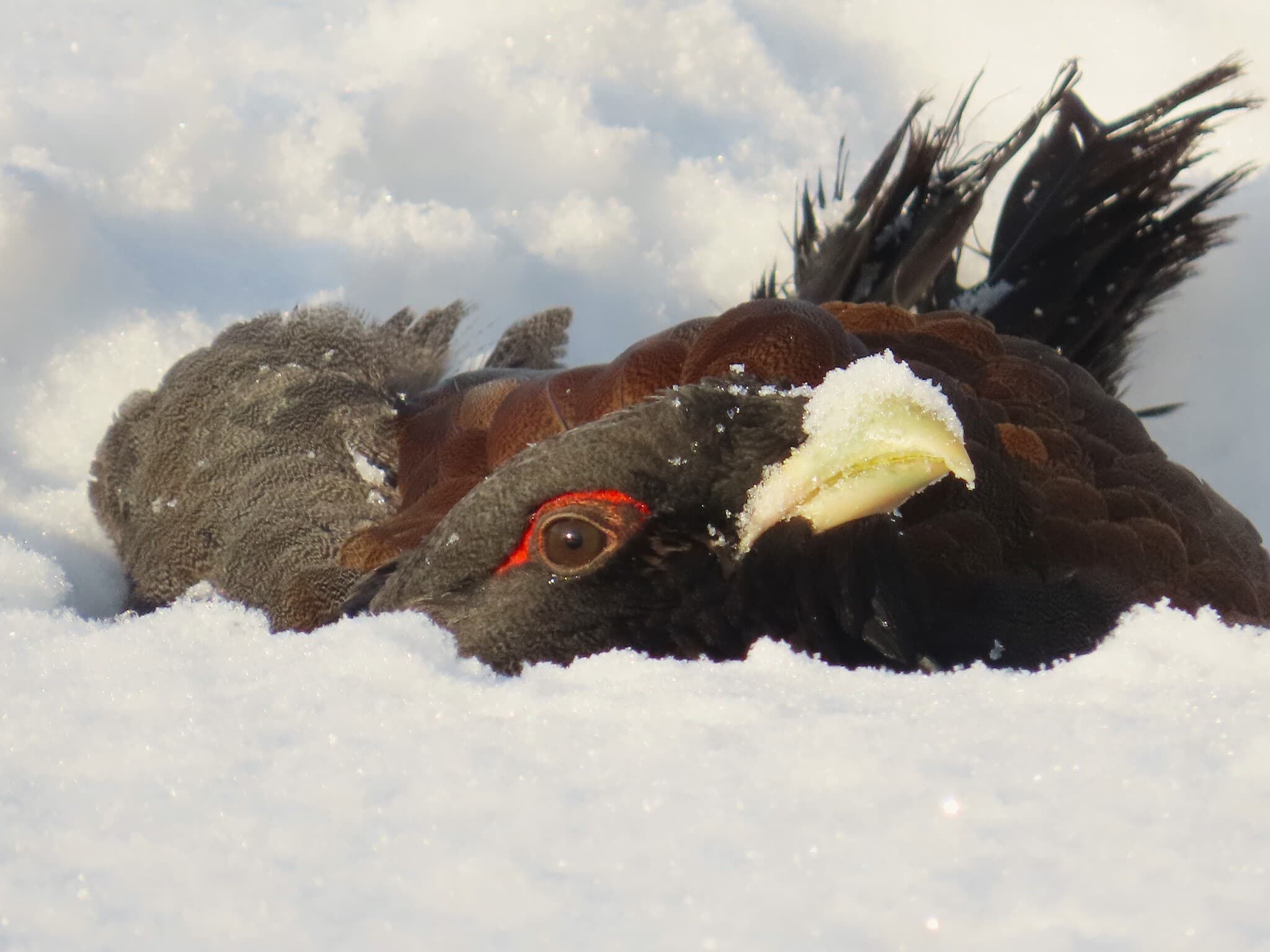 Capercaillie
