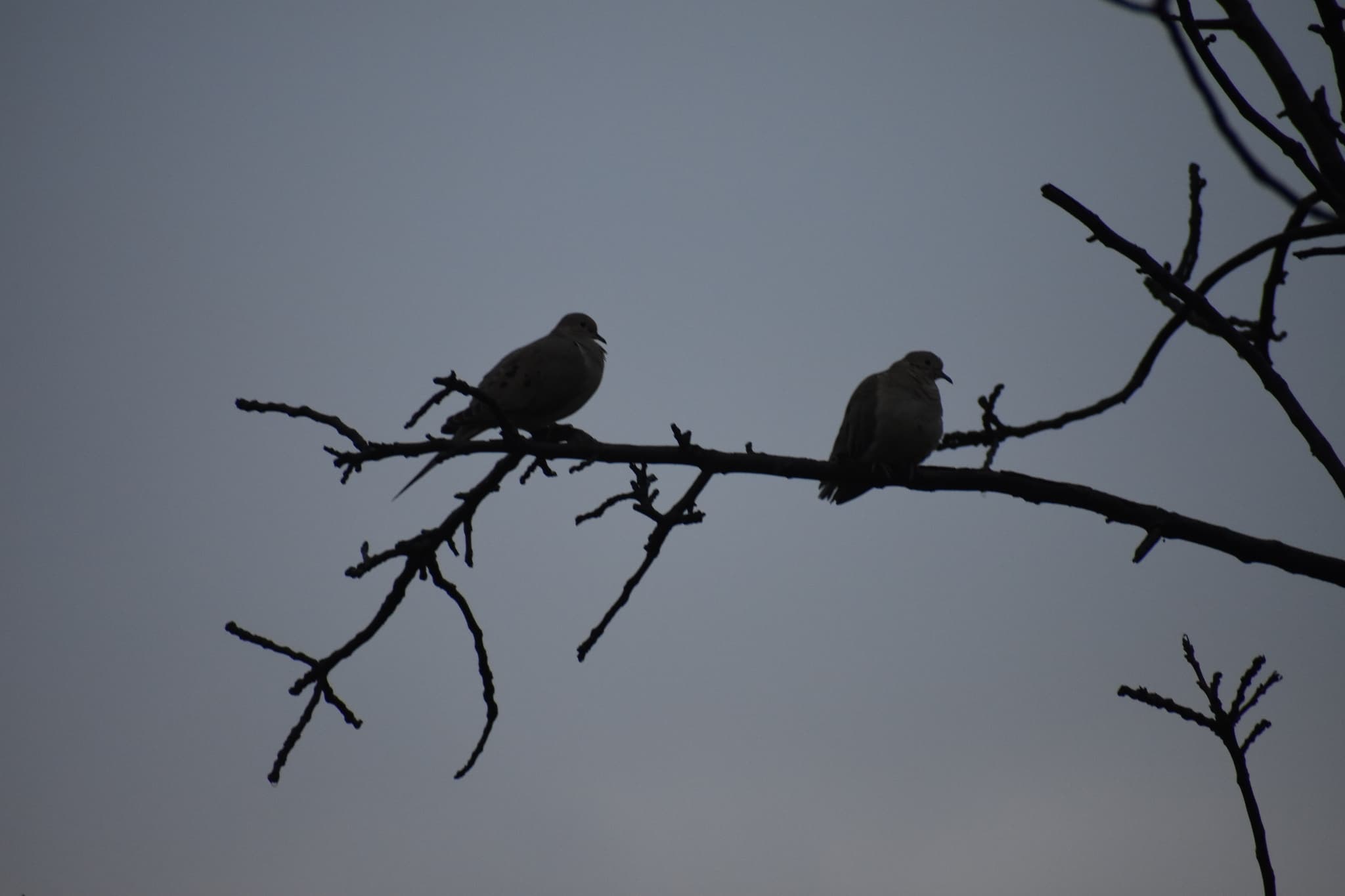 Mourning Dove