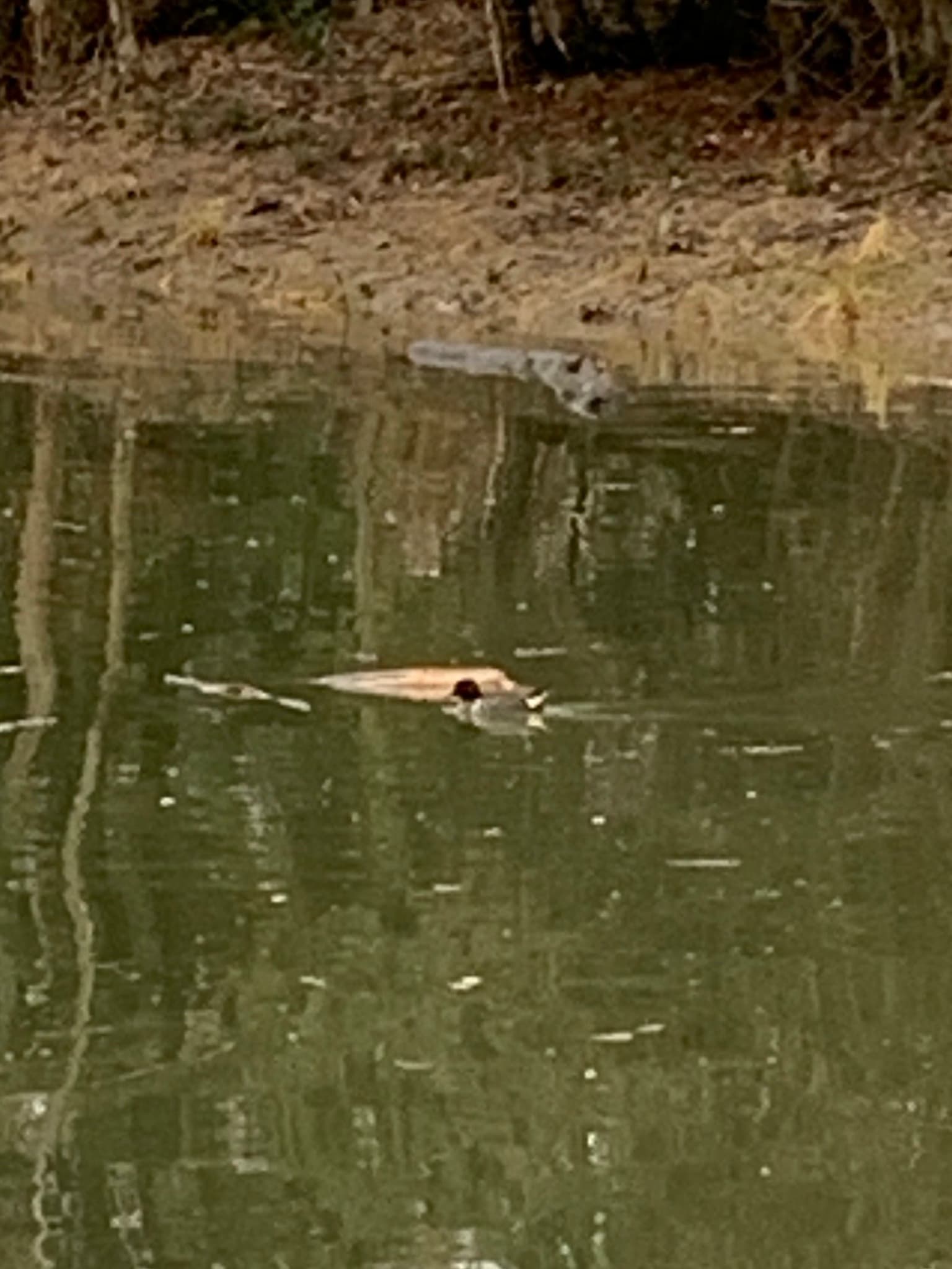 Green-winged Teal