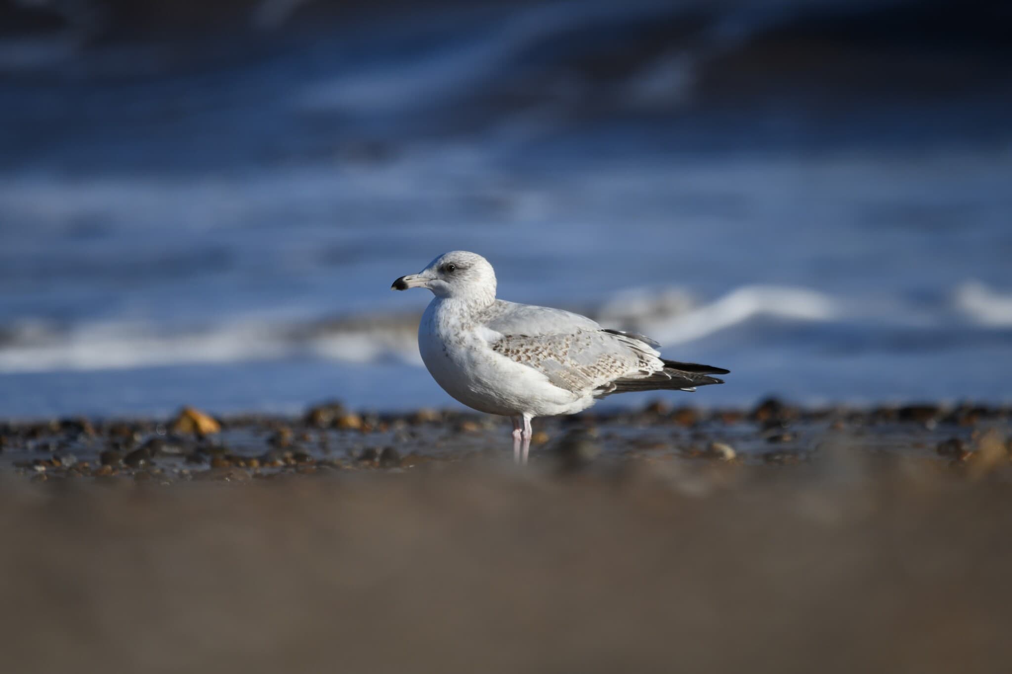 Herring Gull