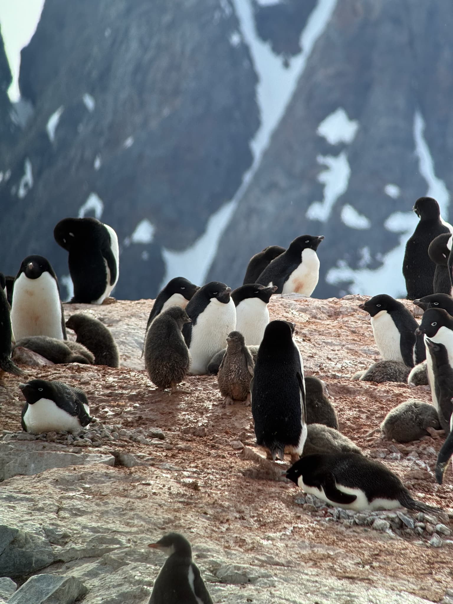 Adélie Penguin