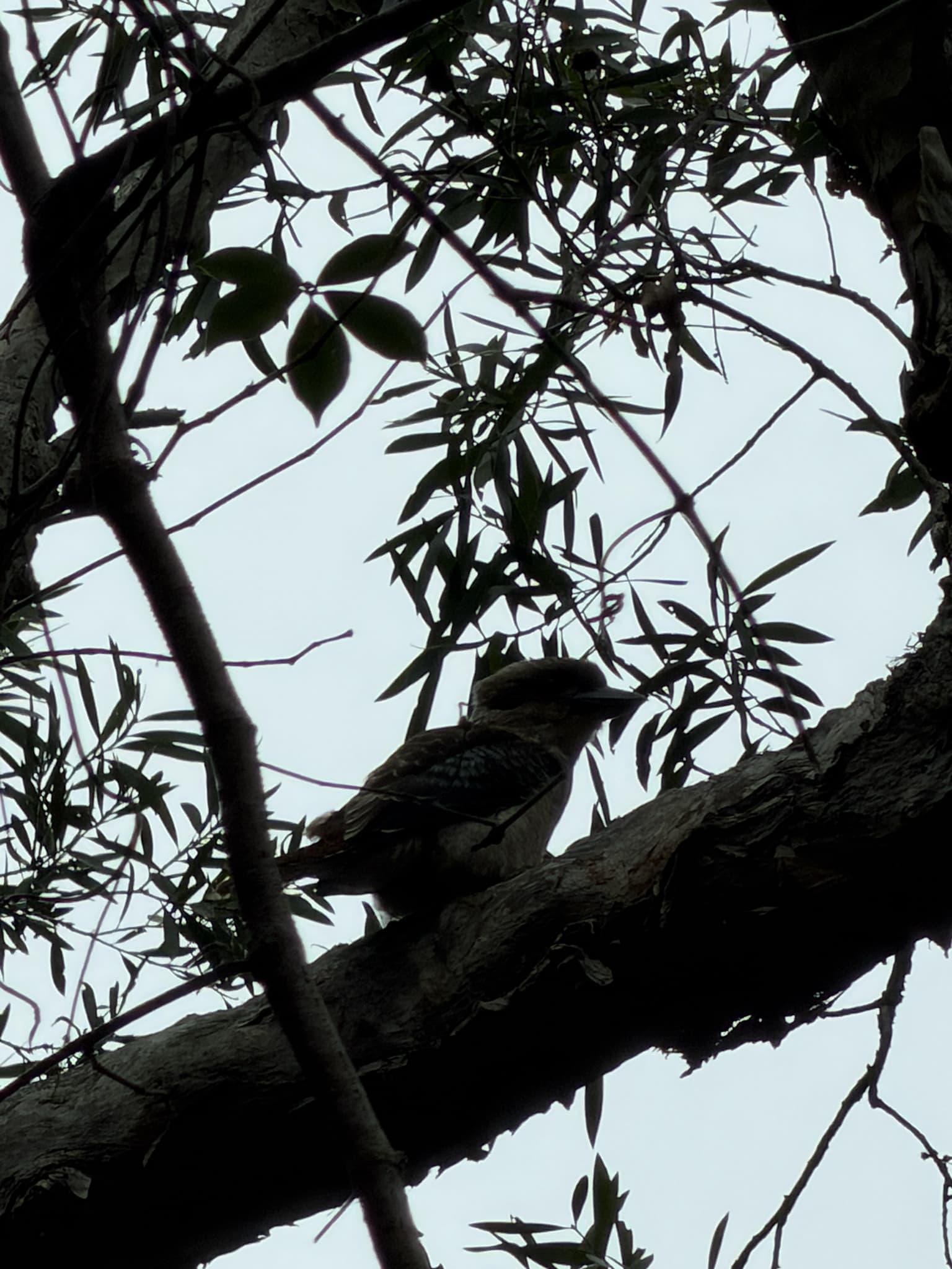 Kookaburra