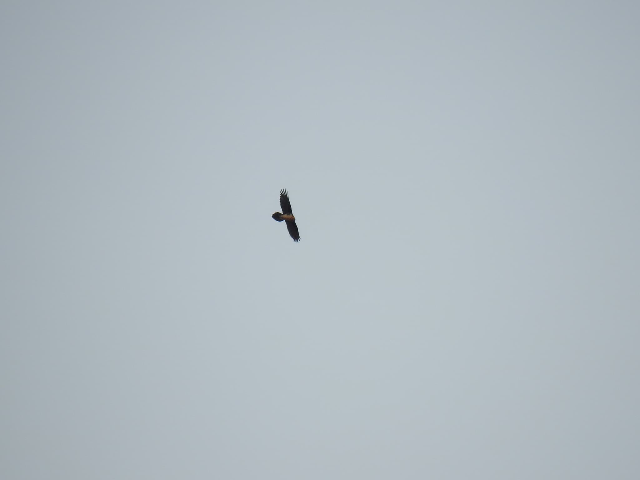 Lammergeier (Bearded Vulture)
