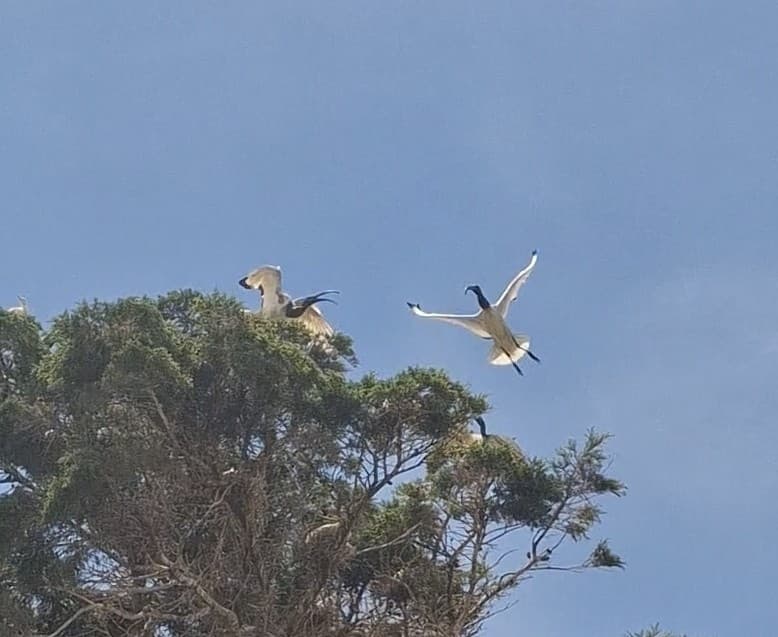 African Sacred Ibis