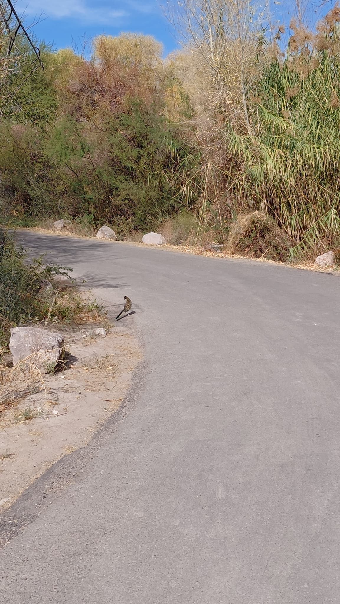 Greater Roadrunner