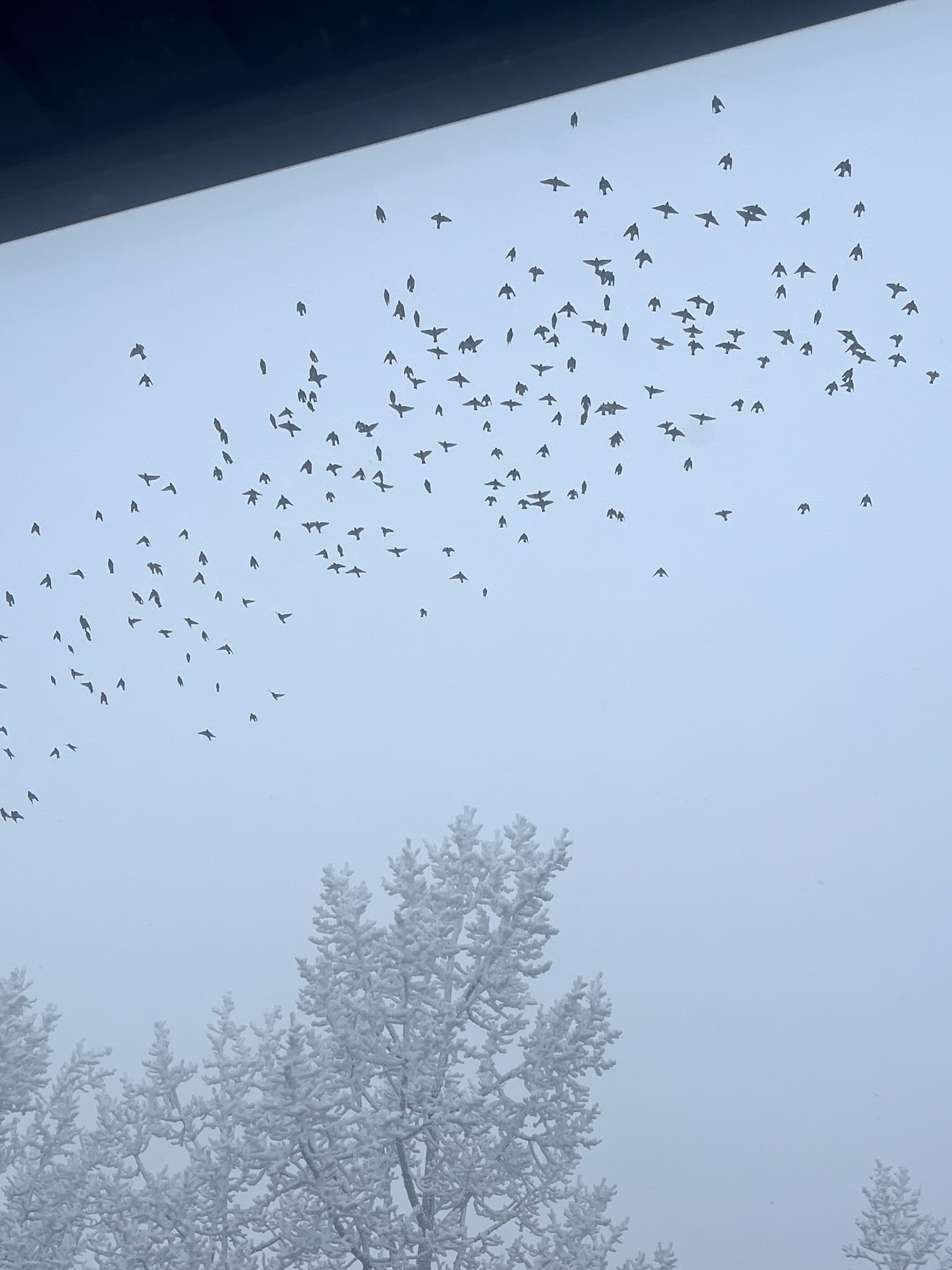 Bohemian Waxwing