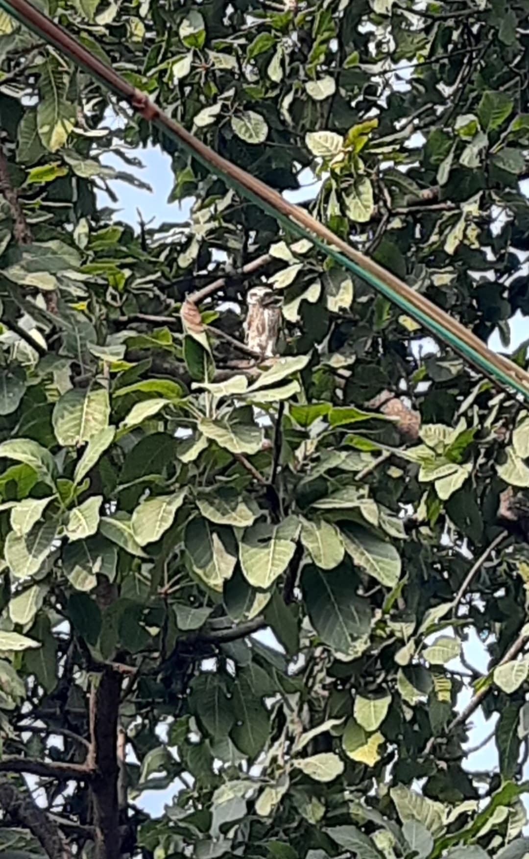Spotted Owlet