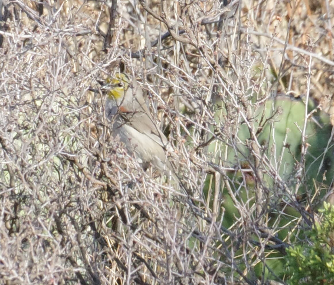 Verdin
