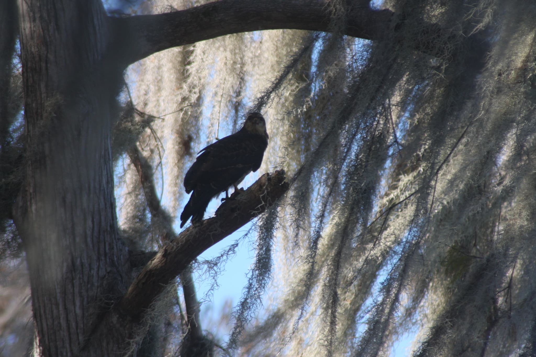 Snail Kite